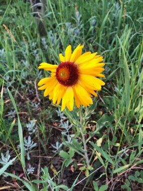 Meet your Posher, Tracey ann